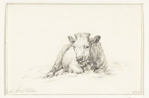 Mucca sdraiata, di fronte