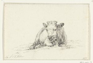 Mucca sdraiata, di fronte