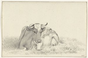 Mucca sdraiata, vista frontale da Jean Bernard