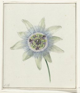 Fiore della passione