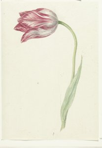 Tulipano rosa