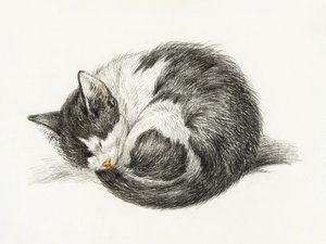 Gatto raggomitolato che dorme (1825) da Jean Bernard
