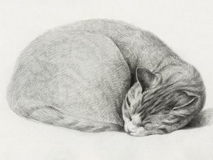 Gatto raggomitolato che dorme, di Jean Bernard (1775-1883) da Jean Bernard