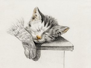 Schizzo di un gatto che dorme da Jean Bernard