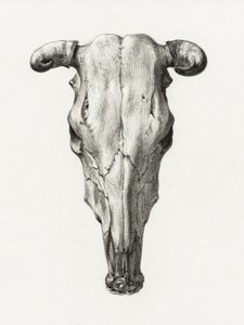 Teschio di mucca - Vista frontale (1816) da Jean Bernard