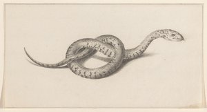 Serpente da Jean Bernard
