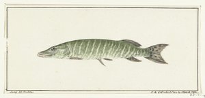 Luccio da Jean Bernard