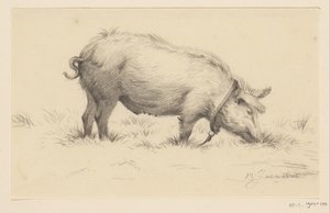 Maiale che urina in piedi, verso destra, nell