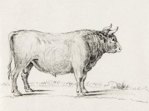 Toro in piedi da Jean Bernard