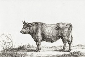 Toro in piedi da Jean Bernard