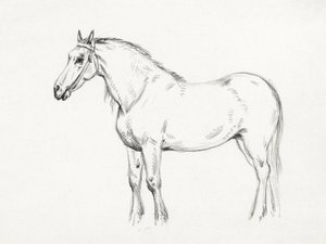 Cavallo in piedi (1818) da Jean Bernard