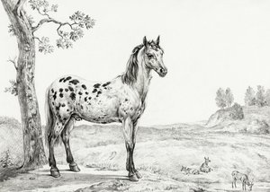 Cavallo pezzato in piedi da Jean Bernard