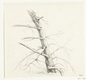 Studio di un albero da Jean Bernard