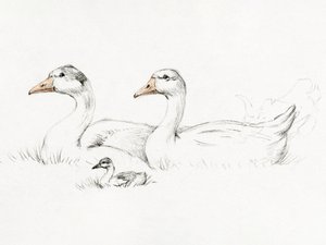 Due oche con un piccolo (1775–1833) da Jean Bernard