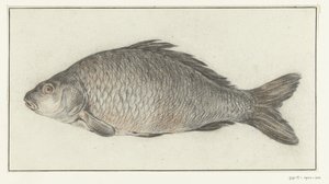 Pesce da Jean Bernard