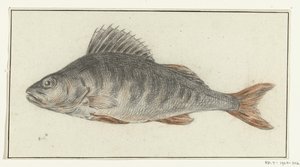 Pesce