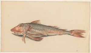 Pesce