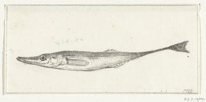 Pesce da Jean Bernard