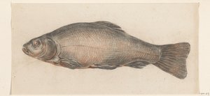 Pesce, verso sinistra