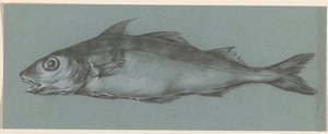 Pesce, verso sinistra da Jean Bernard