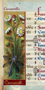Botanica: camomilla con coccinella e libellula