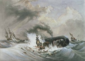 La balena da Jean Francois (after) Garneray