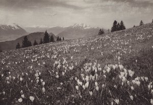 Rigi Kaltbad, Primavera