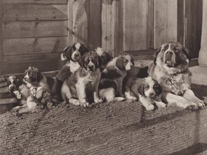 Svizzera: I famosi cani di San Bernardo