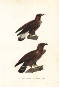 Aquila reale, Aquila chrysaetos