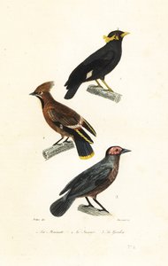 Mina collinare, beccofrusone e coleto
