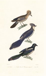 Ghiandaia, ghiandaia azzurra e gazza