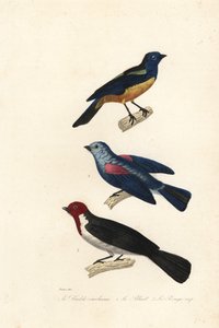 Tanager turchese, tanager blu-grigio e cardinale dal cappuccio rosso