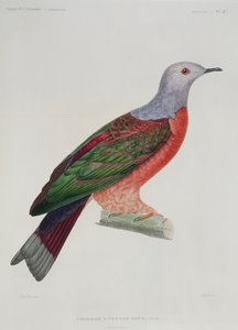 La colomba dal cuore sanguinante, illustrazione da 
