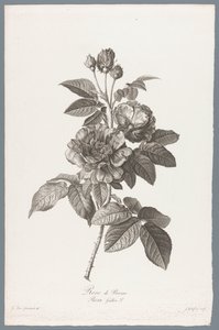 Rosa gallica da Jean Godefroy