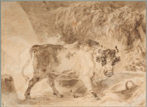 Toro della Campagna romana