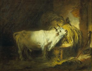 Il toro bianco nella stalla