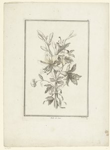 Bouquet con giglio da Jean Jacques Avril (I)