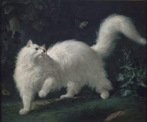 Gatto d