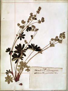 Alchemilla, da un Erbario (fiori pressati) da Jean Jacques Rousseau