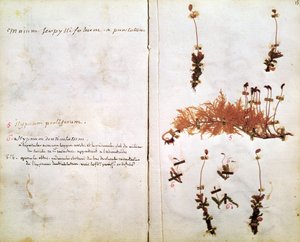 Pagina 15 da un Erbario da Jean Jacques Rousseau