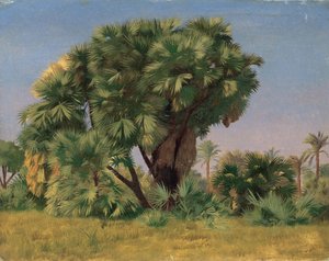 Studio di palme