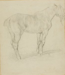 Cavallo in piedi