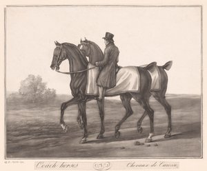 Cavaliere accompagna due cavalli Chevaux de Carosse