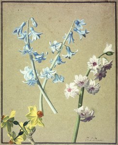 Un Giacinto Blu e uno Lavanda, e un Narciso Giallo, c.1805 da Jean Louis Prevost