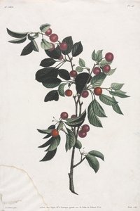 Collezione di fiori e frutti: Rami di ciliegie precoci
