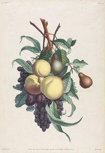 Collection des fleurs et des fruits: Rami di rousselet, pesca, prugna e uva da Jean Louis Prevost