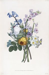 Narcisi, Rosa, Giacinto da Jean Louis Prevost