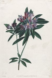 Rhododendron pontico da Jean Louis Prevost