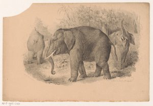 Elefanti indiani da Jean Matthieu Kierdorff