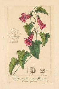 Flore des Jardiniers, Amateurs et Manufacturiers: Maurandia semperflorens da Jean Pierre Frederic Barrois